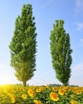 C:\Users\Администратор\Desktop\depositphotos_123401960-stock-photo-blooming-sunflower-field-and-two.jpg